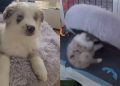Video: Puppy Has a Bed but Hasn’t Been Using It Right