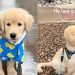 Video: Golden Retriever Puppy Experiences Rain for First Time