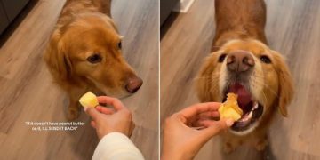 Video: Picky Golden Retriever Likes Apples in Specific Way
